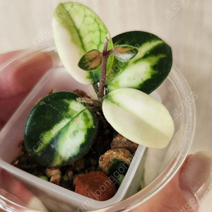 호야 마틸드 바리에가타