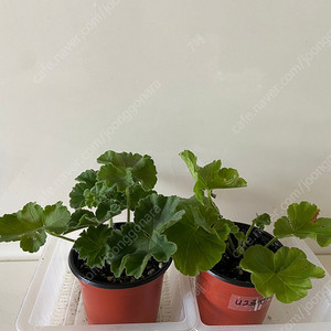 제라늄2종