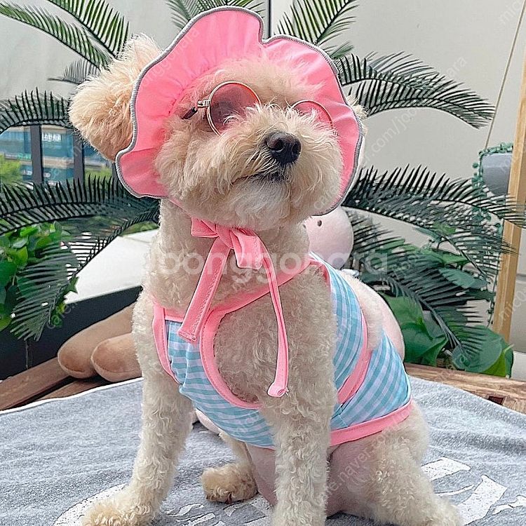 한정수량! 여름 강아지 옷 원가로 데려가세요--3