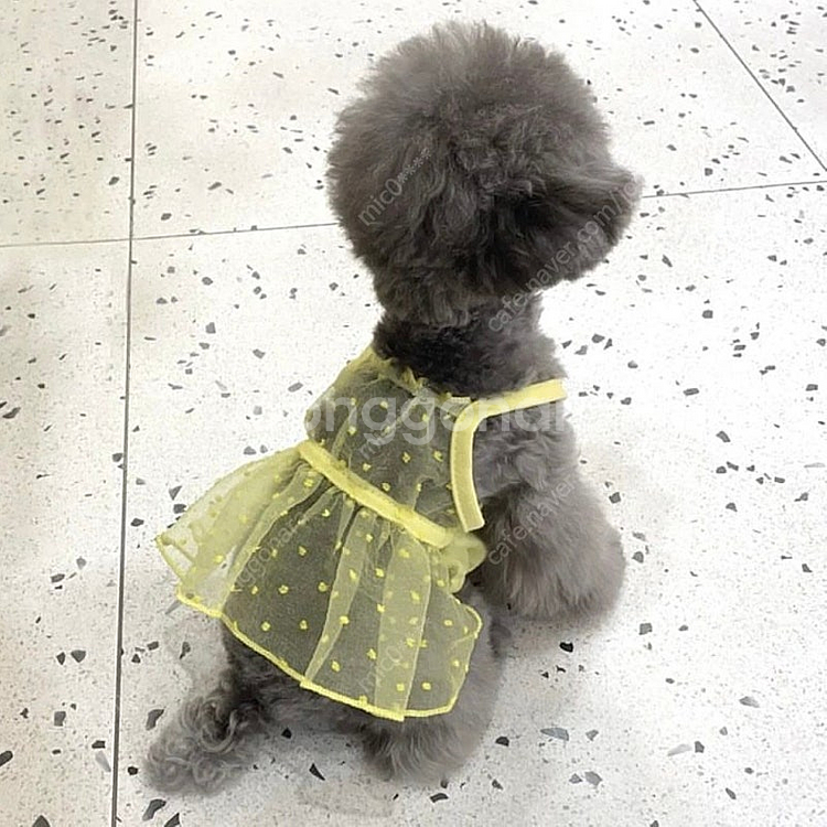 한정수량! 여름 강아지 옷 원가로 데려가세요--6