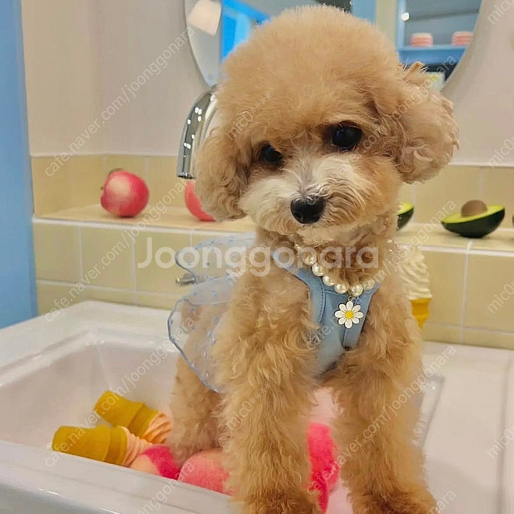 한정수량! 여름 강아지 옷 원가로 데려가세요--7