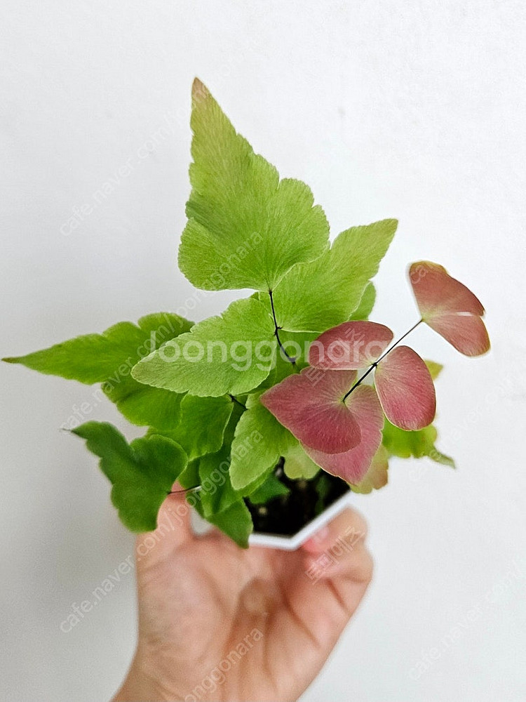 아디안텀 마크로필럼--0