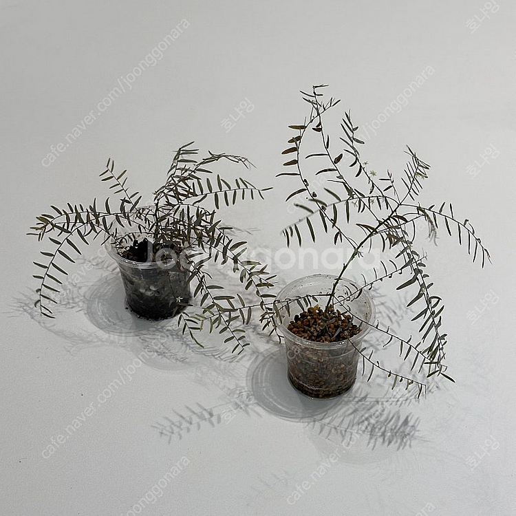 필란서스 페어리 (소, 중, 대)--2