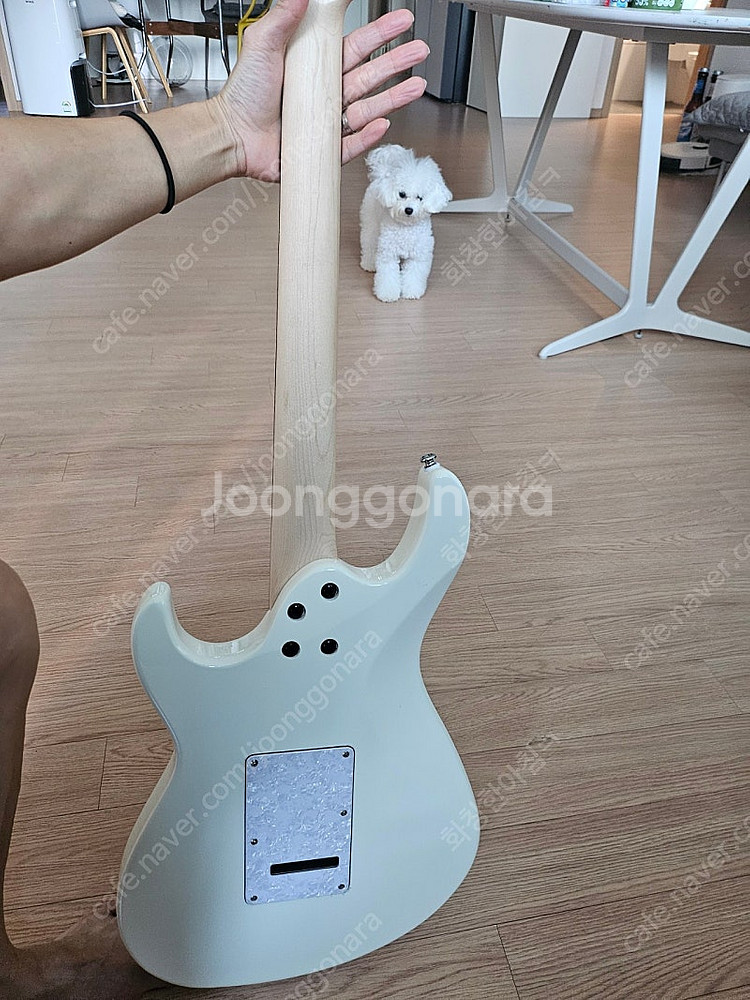 코트 일렉기타 g250--2