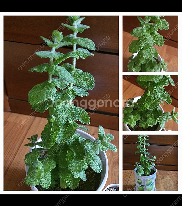 허브식물애플민트1개+만손초5개덤저렴히1만원번식력좋은만손...--0