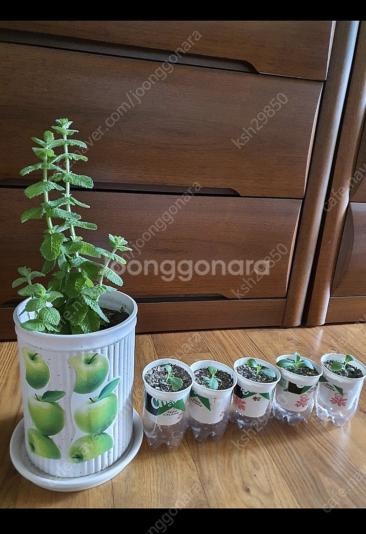 허브식물애플민트1개+만손초5개덤저렴히1만원번식력좋은만손...--2