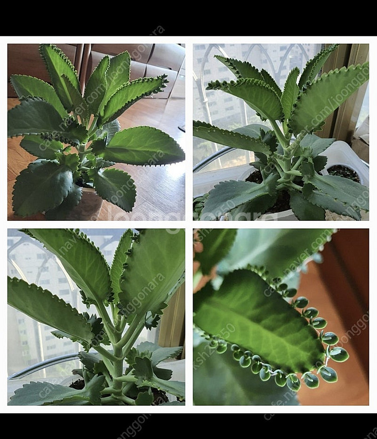 허브식물애플민트1개+만손초5개덤저렴히1만원번식력좋은만손...--3