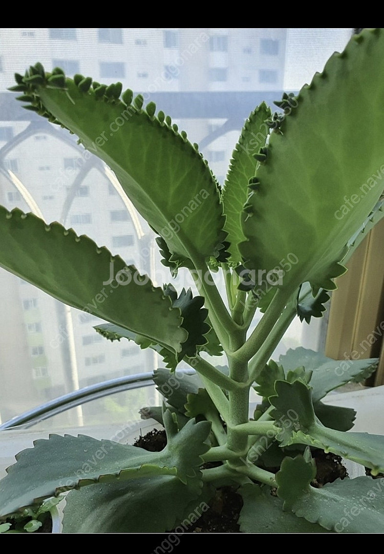 허브식물애플민트1개+만손초5개덤저렴히1만원번식력좋은만손...--4