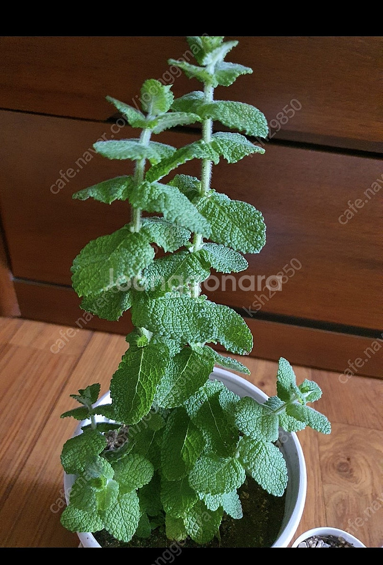 허브식물애플민트1개+만손초5개덤저렴히1만원번식력좋은만손...--6