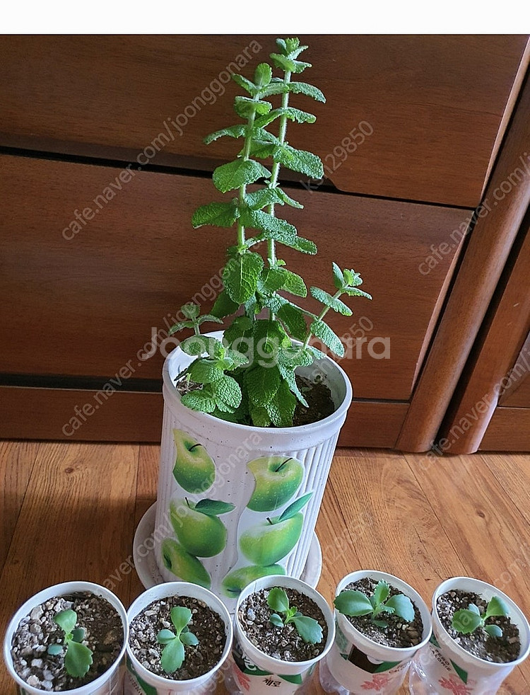 허브식물애플민트1개+만손초5개덤저렴히1만원번식력좋은만손...--8