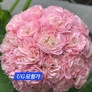 UG모험가 러시아제라늄 택포