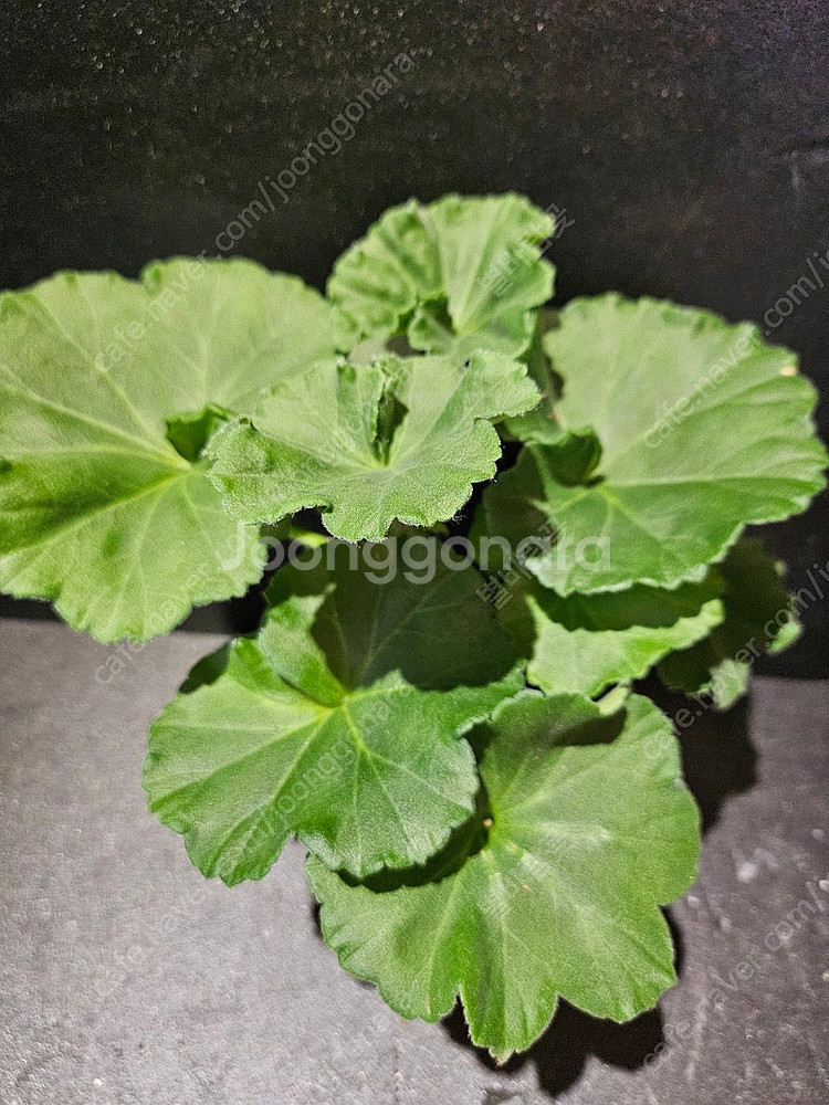 UG모험가 러시아제라늄 택포--1