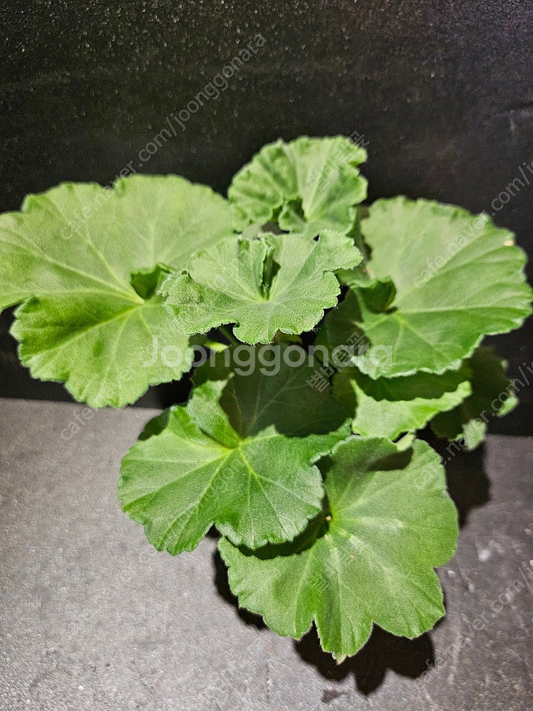 UG모험가 러시아제라늄 택포--2