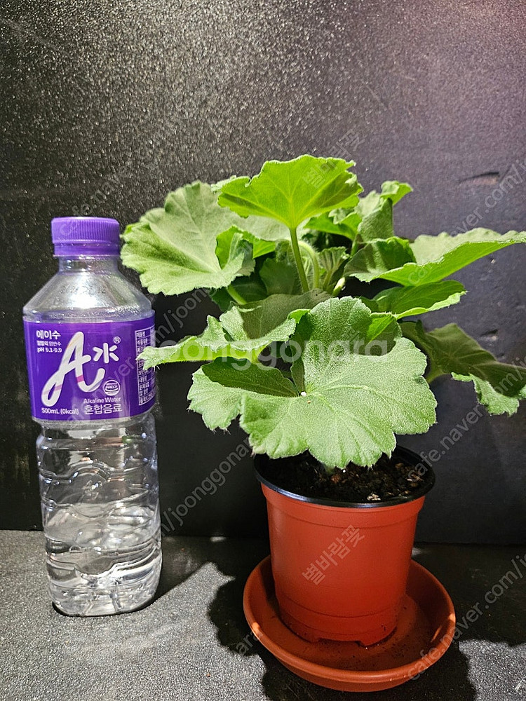UG모험가 러시아제라늄 택포--4