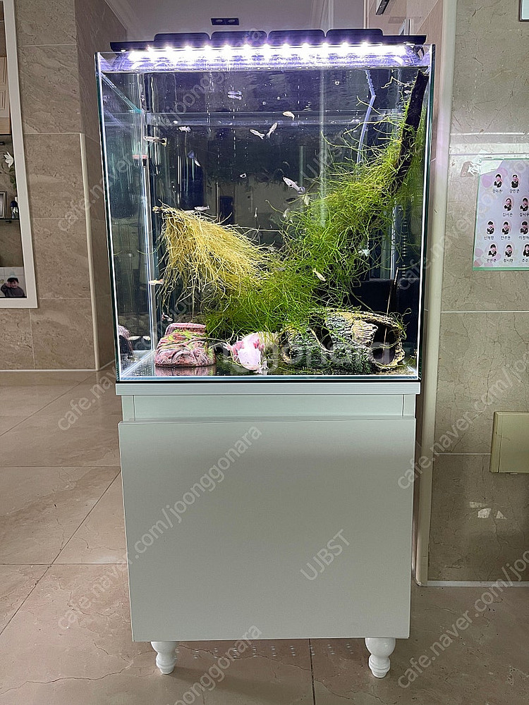 (경기 북부) 우파루파 구피 키우기 어항 30배럭 수조...--0
