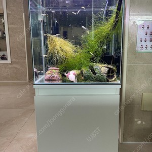 (경기 북부) 우파루파 구피 키우기 어항 30배럭 수조 5T 가로 30X45X45 5T 상태 S급 판매
