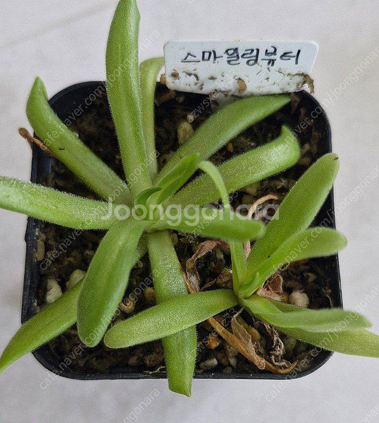레드리프.피로우엣테.렉티폴리아.자우나타.아그나타트루불루...--9