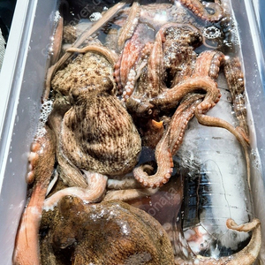 메탈리아에기타코 보증서없는거 삽니다