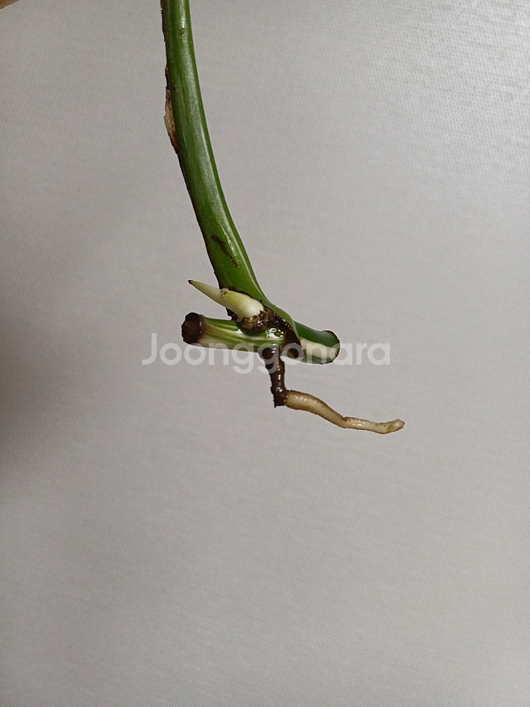 몬스테라 산반무늬 알보, 옐몬 무천묘(가격내렸어요)--5