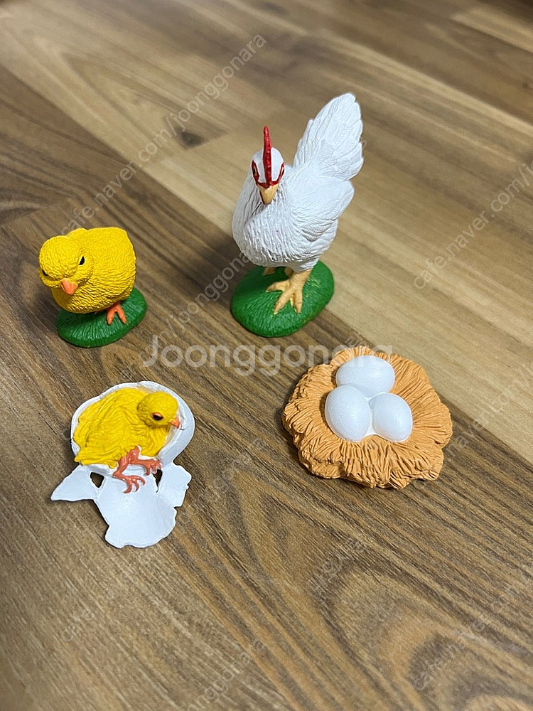 사파리엘티디 한살이--1