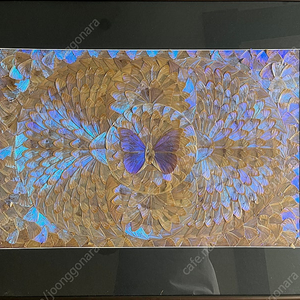 모르포나비 날개 수공예 액자 - 인테리어 예술품