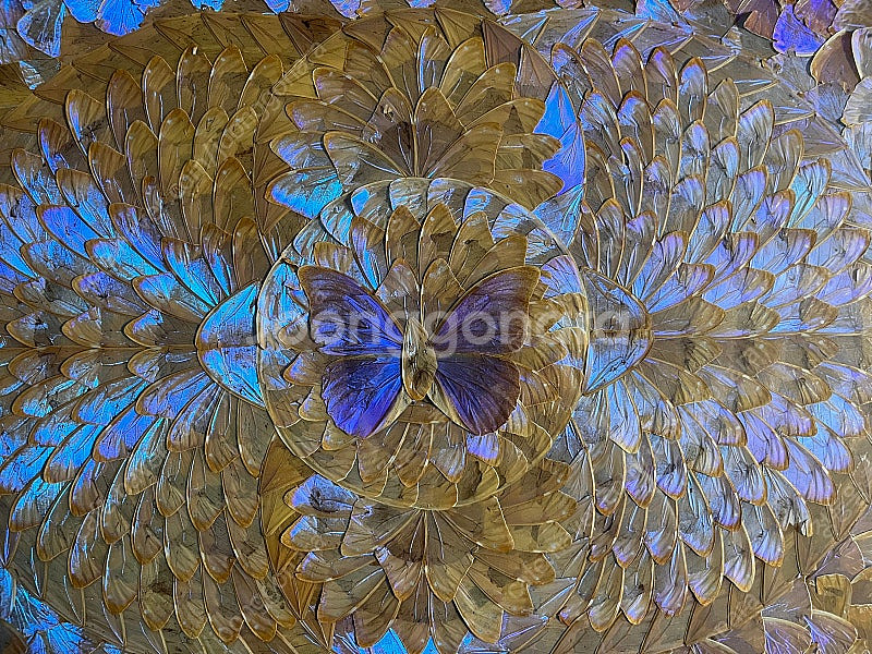 모르포나비 날개 수공예 액자 - 인테리어 예술품--1