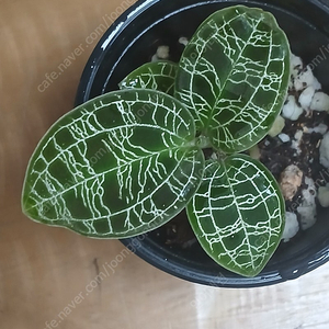 마코데스페톨라 (보석란)