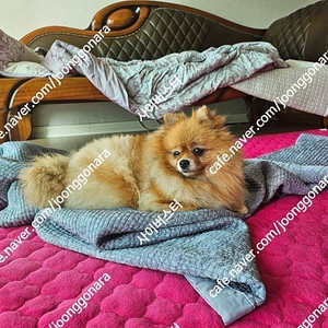 포니캐년 - 수오미 1/7 한여름의 엘프 중상 Ver / 하가네웤스 마징카이져 하오우 / 로봇혼 볼테스 V 레거시