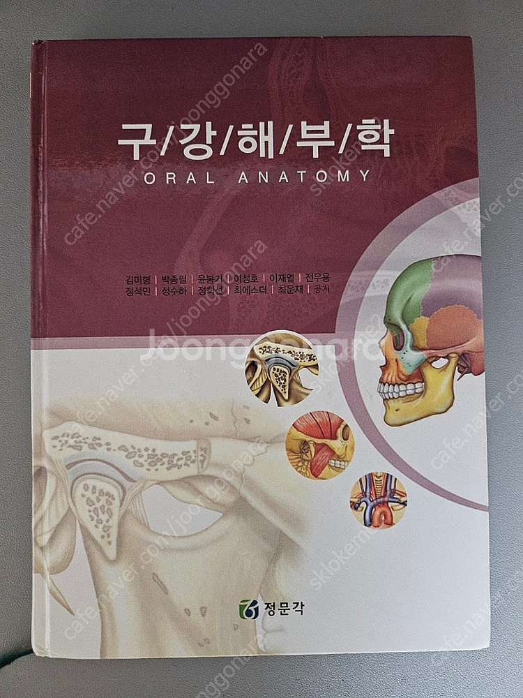구강해부학 정문각--0
