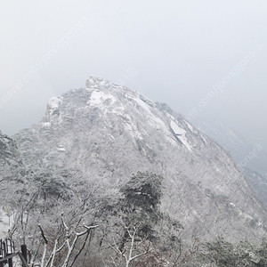시사인 정기구독권 구매합니다