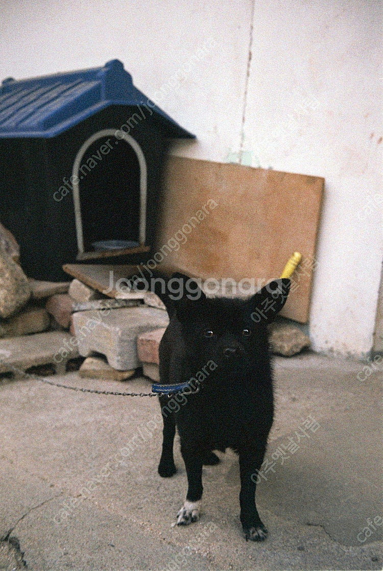 zeiss ikon s310 contessa 소형 필름...--7