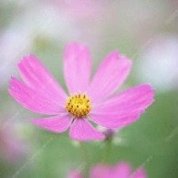 불가리 반지 비제로원 47호, 뉴비비 1다이아 49호
