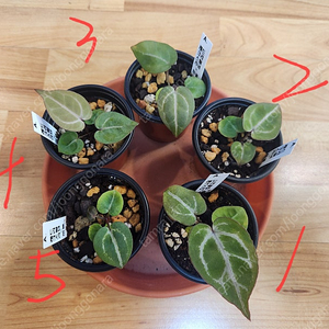 안스리움 레드크리스탈리넘×미쉘