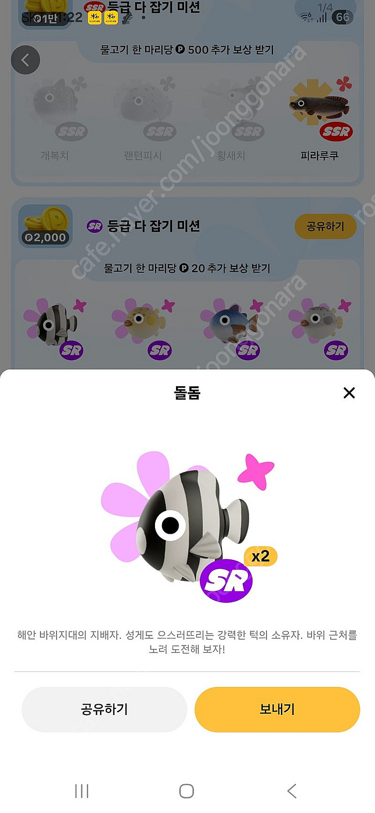 틱톡 물고기 팔아요(돌돔,복어)--0