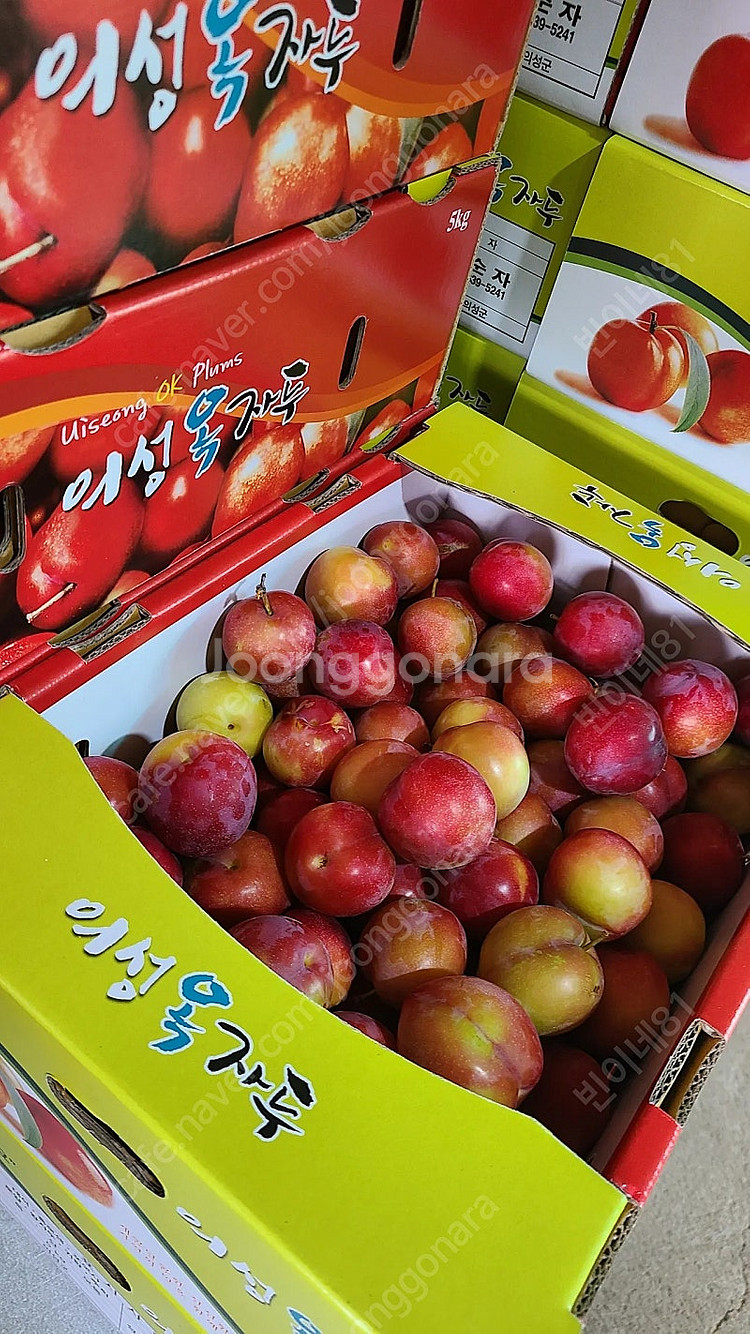 의성옥자두 5kg 12500원. 의성밭에서바로보내요--0