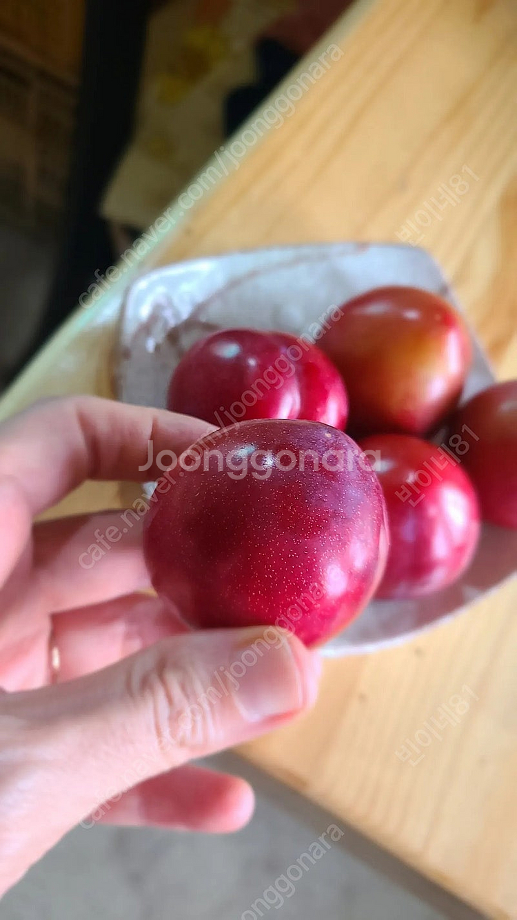 의성옥자두 5kg 12500원. 의성밭에서바로보내요--1