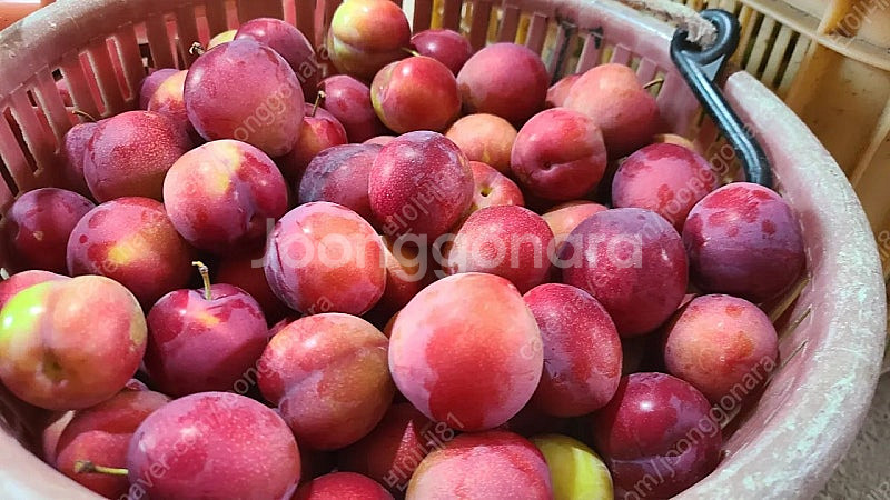 의성옥자두 5kg 12500원. 의성밭에서바로보내요--2