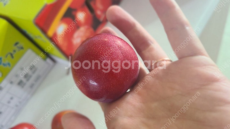 의성옥자두 5kg 12500원. 의성밭에서바로보내요--5