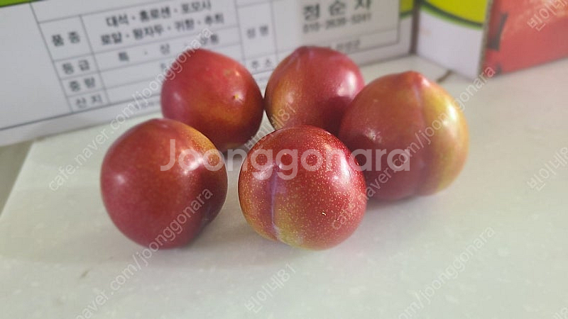 의성옥자두 5kg 12500원. 의성밭에서바로보내요--6