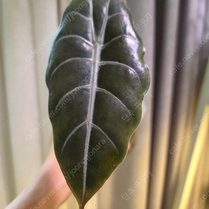 알로카시아 찬트리에