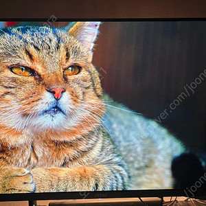 [용인]msi mpg321urx-qd oled 4k 240hz 팝니다.