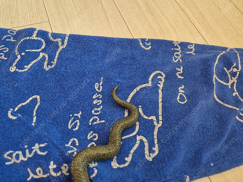 리미떼두두 슬리핑퍼피 상하복 s--4