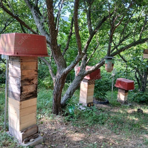토종벌농장/ 한봉 벌통 판매(직거래); 귀농사업;취미;소일거리
