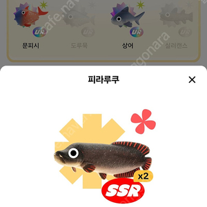 틱톡 라이트 피라루쿠팝니다