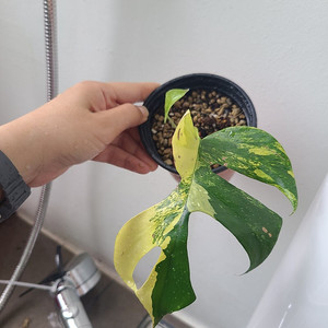 옐로우 히메 몬스테라