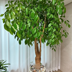 멋지고 건강한 해피트리 판매합니다.