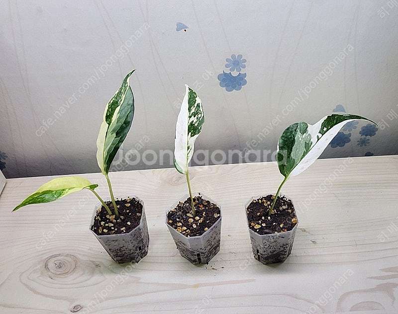 밤비노핑크바리,에피바리,에피민트,트루비문라이트,마블스킨,아미드리움미디움실버,풀민트히메,화이트민트히메,무늬히메,베놈 ...--6