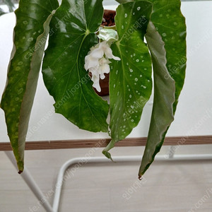 목베고니아 백설희 분양