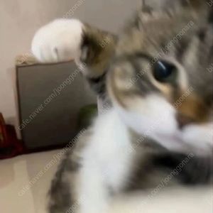 추천인X 여러개 삽니다. 누구나 가능