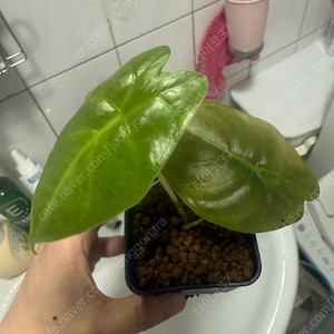 알로카시이 골든본 바리게아타